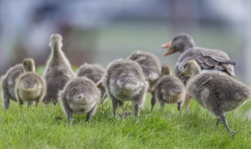 Reykjavík City Card - Final Thoughts