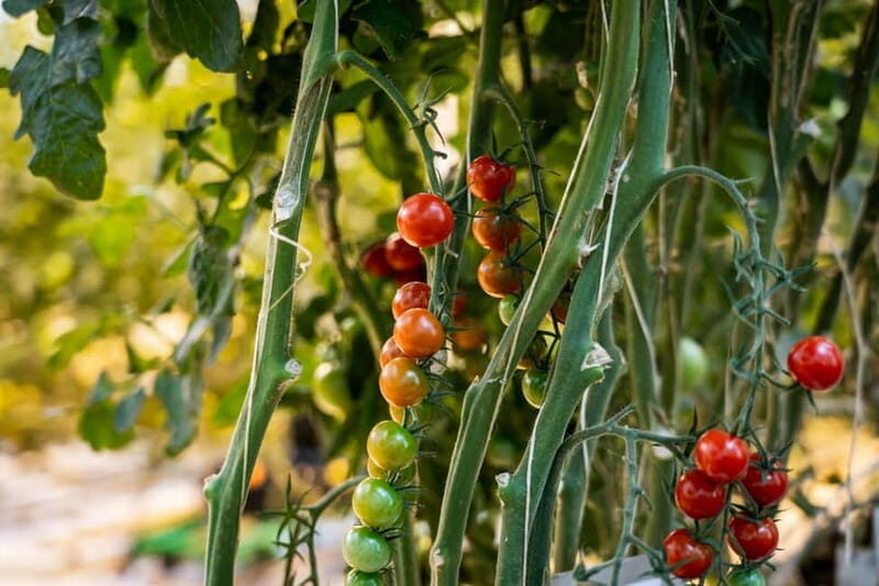 Reykjavik: Full-Day Golden Circle & Geothermal Greenhouse - The Experience Through Reviewer Eyes