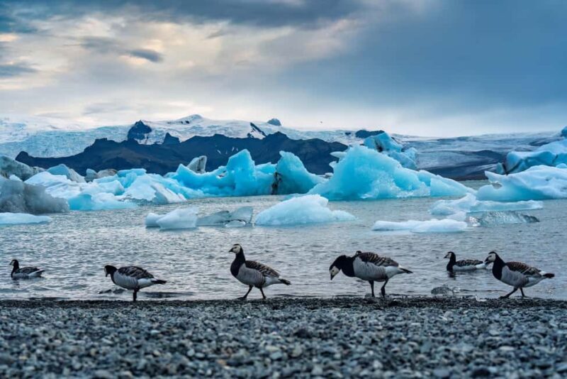 Reykjavik: Glacier Lagoon, Diamond & Black Beach in Chinese - Key Points