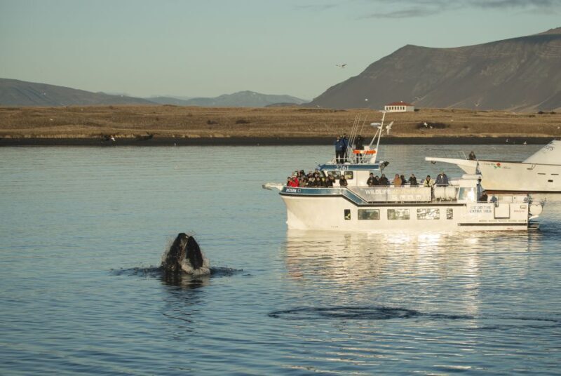 Reykjavík: Midnight Sun Whale Watching Cruise - Price and Value