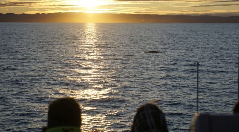 Reykjavík: Midnight Sun Whale Watching Cruise - Final Thoughts: Who Is This Tour Best For?