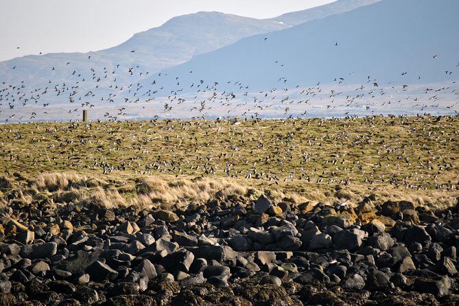 Reykjavik Premium Puffin tour | Close Up and Personal - What to Expect on the Tour