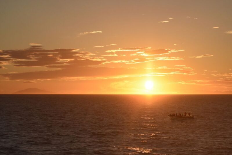 Reykjavik: Premium Whale and Puffin Watching Evening Tour - The Experience in Detail