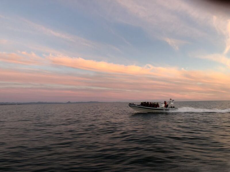 Reykjavik: Premium Whale and Puffin Watching Evening Tour - The Authentic Voice of Travelers