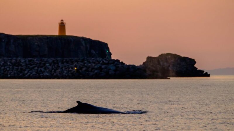 Reykjavik: Premium Whale and Puffin Watching Evening Tour - Who Should Consider This Tour?