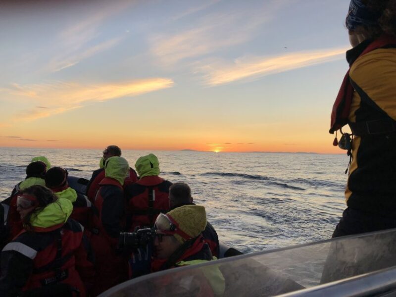 Reykjavik: Premium Whale and Puffin Watching Evening Tour - Final Thoughts