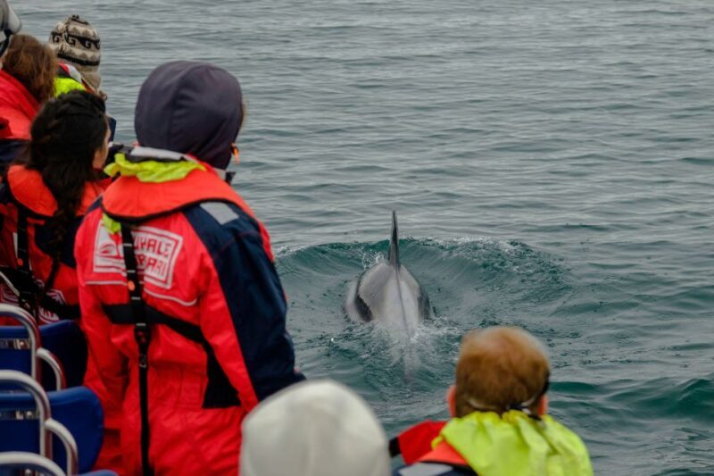 Reykjavik: Premium Whale Watching with Flexible Ticket - Sightings and Wildlife