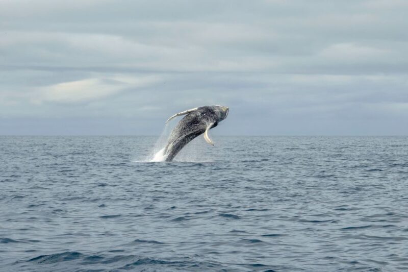 Reykjavik: Premium Whale Watching with Flexible Ticket - Who Will Love This Experience?