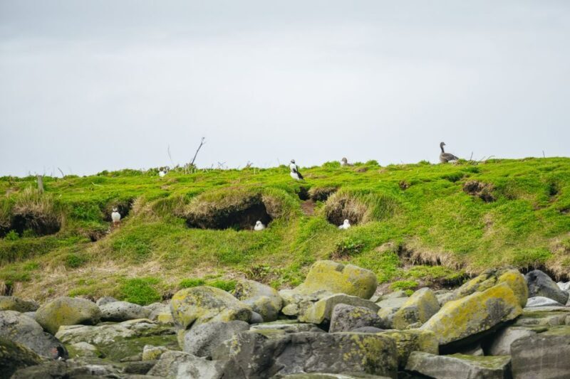 Reykjavik: Puffin Watching Boat Tour - Reykjavik: Puffin Watching Boat Tour — An Up-Close Look at Iceland’s Feathered Friends