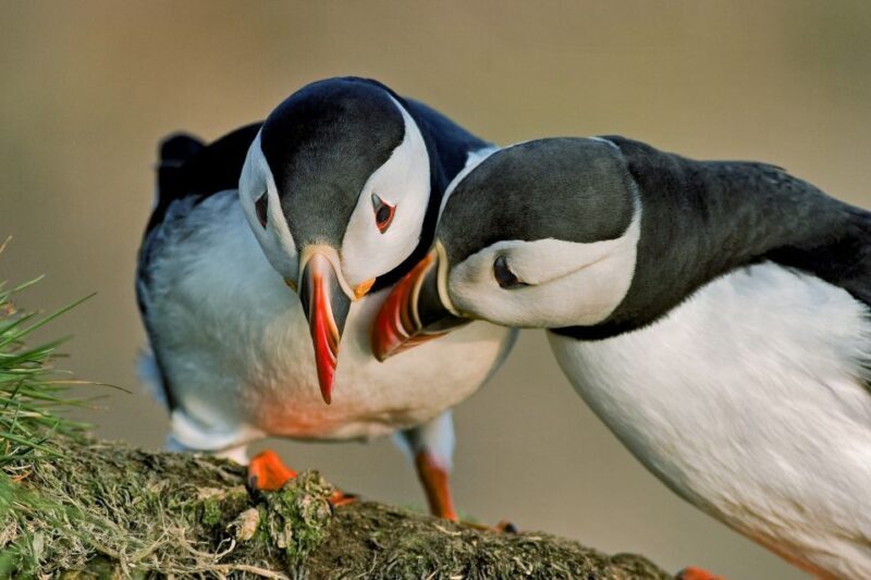 Reykjavik: Puffin Watching Boat Tour - What to Expect During the Tour