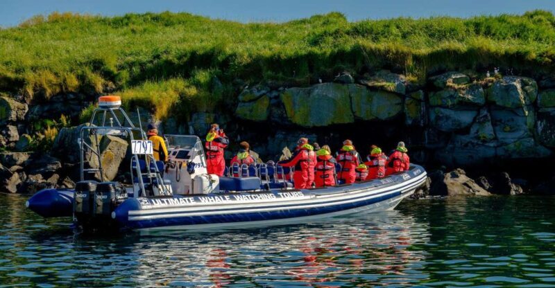 Reykjavik: Puffin Watching Tour - Key Points