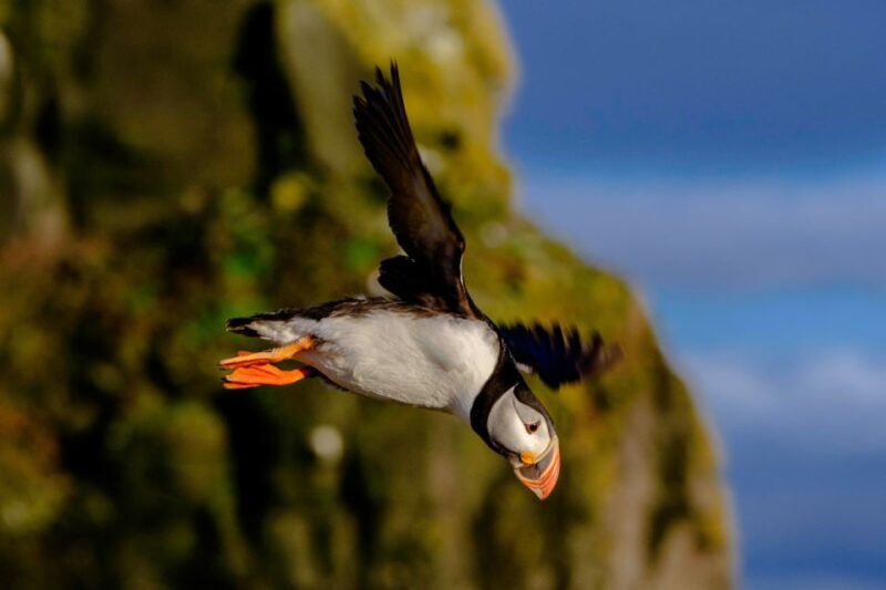 Reykjavik: Puffin Watching Tour - Practical Tips for Your Puffin Watching Tour