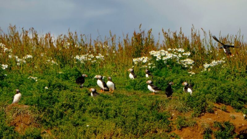 Reykjavik: Puffin Watching Tour - Final Thoughts: Is It Worth It?