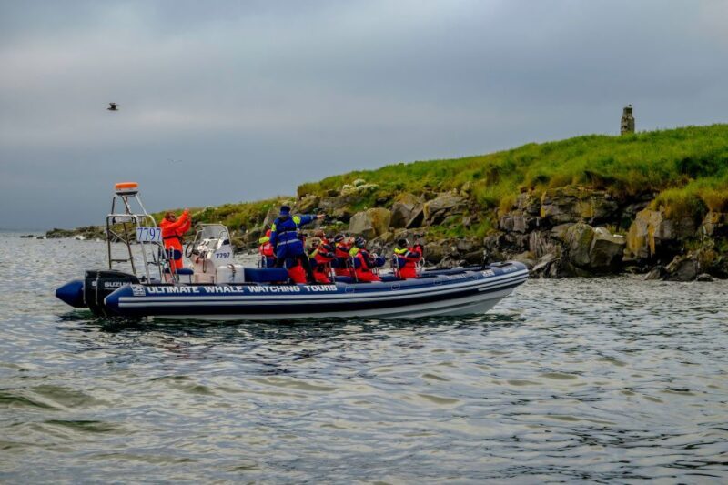 Reykjavik: Puffin Watching Tour - FAQ about the Reykjavik Puffin Watching Tour