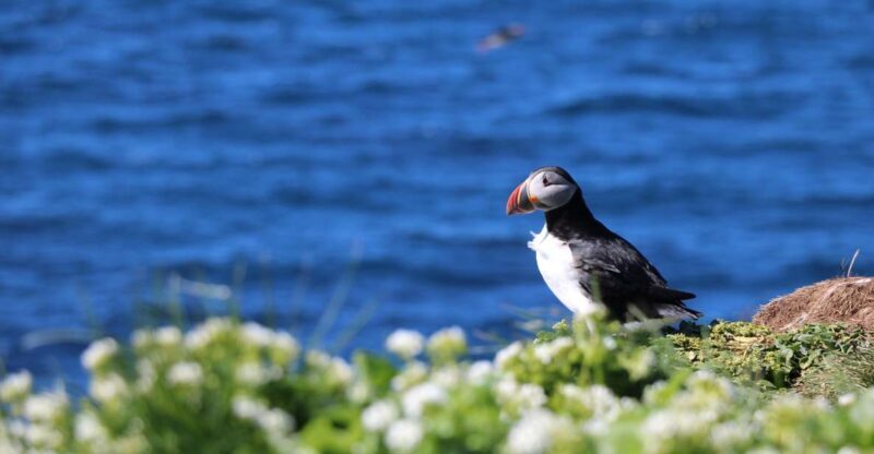 Reykjavik: Puffin Watching Tour - Key Points