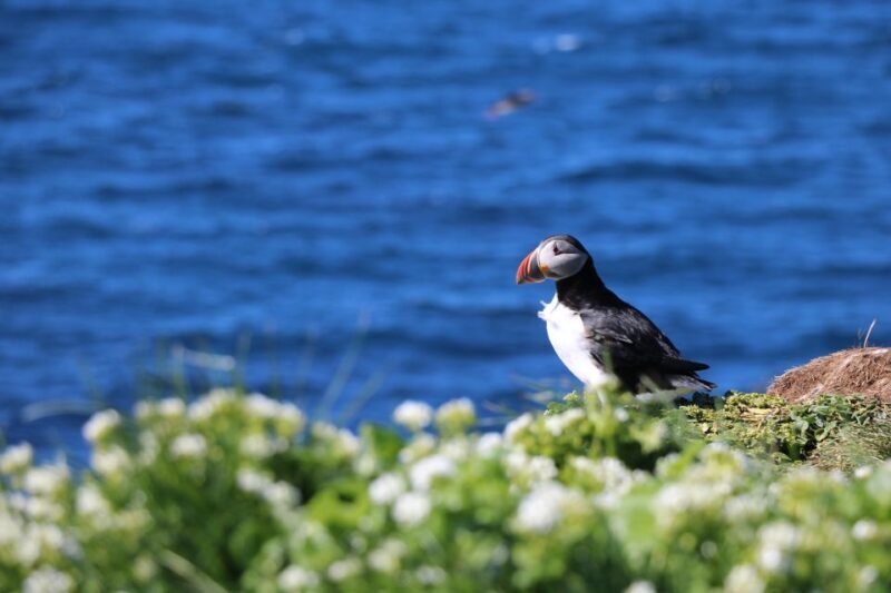Reykjavik: Puffin Watching Tour - An Inside Look at the Puffin Watching Experience