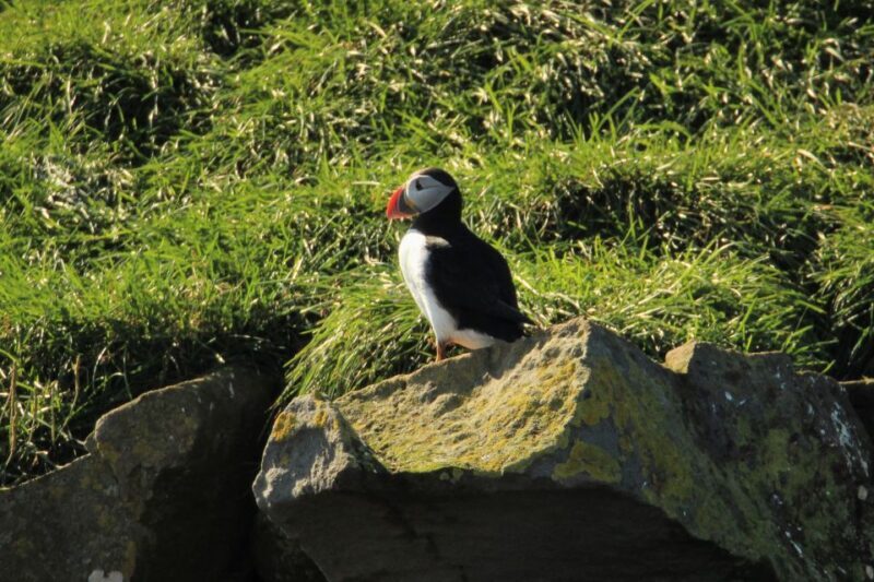 Reykjavik: Puffin Watching Tour - Who Should Consider This Tour?