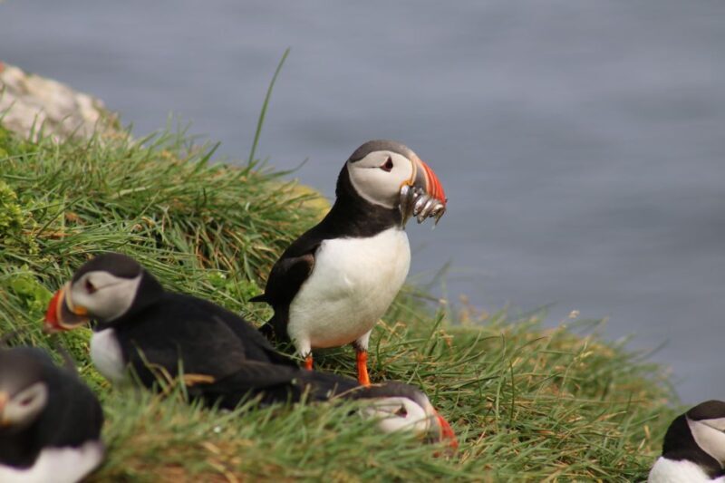 Reykjavik: Puffin Watching Tour - Final Thoughts: The Value of a Puffin Perspective