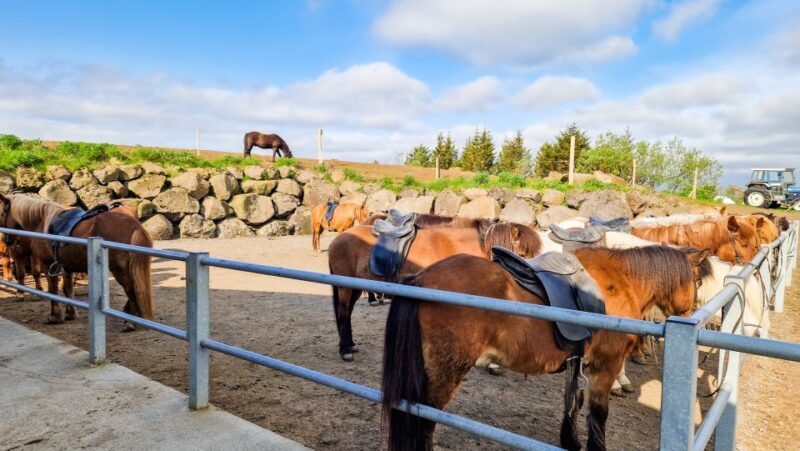 Reykjavik: Red Lava Horse Riding Tour - Who Will Love This Experience?