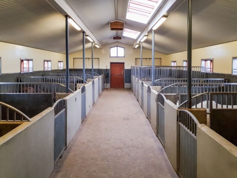 Reykjavik: Red Lava Horse Riding Tour - Final Thoughts