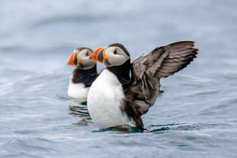 Reykjavík: RIB Speed-Boat Puffin Watching Tour - The Practical Side: Price, Duration, and Comfort
