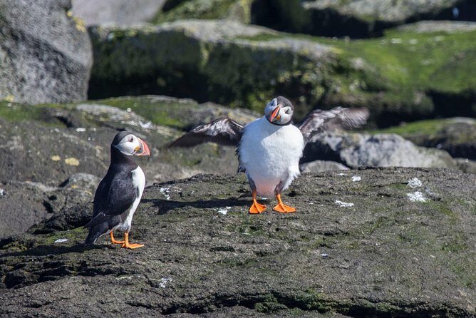 Reykjavik Shore Excursion: Puffin Sightseeing Cruise - The Guide and Atmosphere