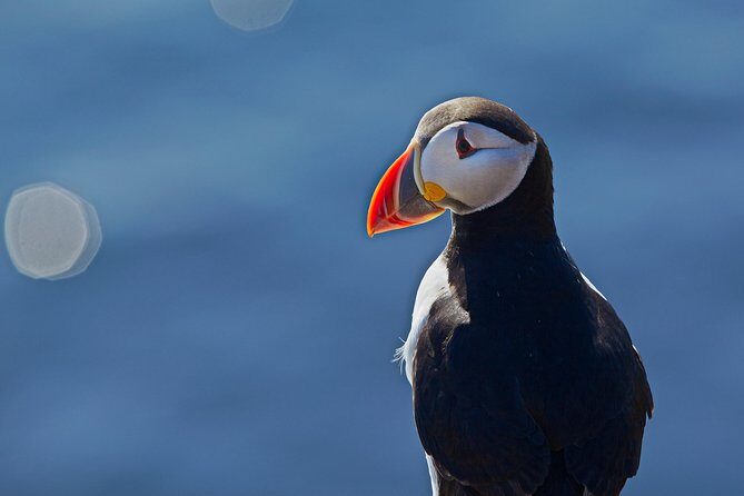 Reykjavik Shore Excursion: Puffin Sightseeing Cruise - Who Would Love This Tour?