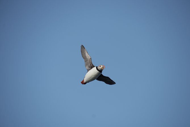 Reykjavik Shore Excursion: Puffin Sightseeing Cruise - FAQ