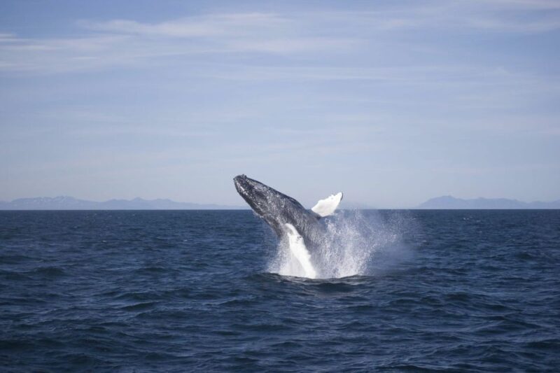 Reykjavik: the Original 3-Hour Whale Watching Tour - Key Points