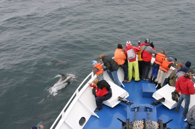 Reykjavik: the Original 3-Hour Whale Watching Tour - The Experience in Practice