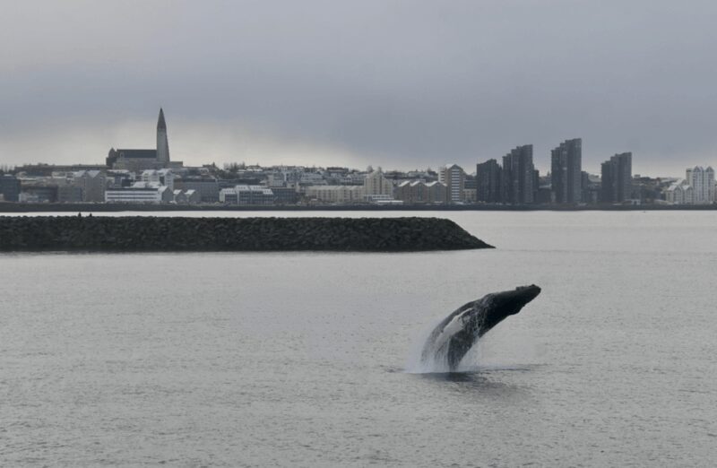 Reykjavik: the Original 3-Hour Whale Watching Tour - Final Thoughts: Who Should Consider This Tour?