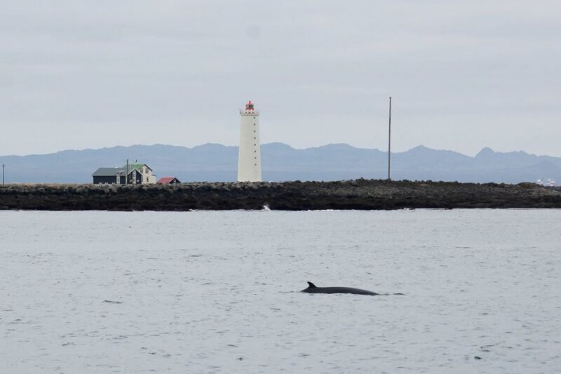Reykjavik: the Original 3-Hour Whale Watching Tour - FAQ