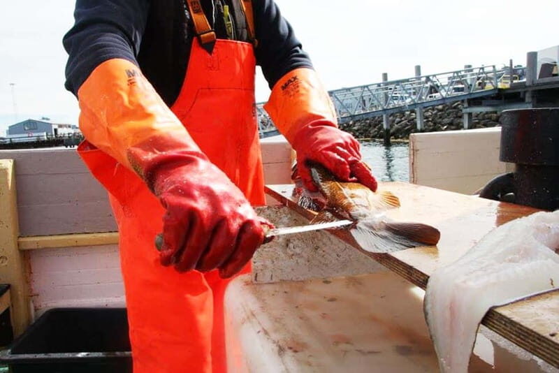 Reykjavik: Traditional Sea Fishing with BBQ Feast - Authentic Reviews from Travelers