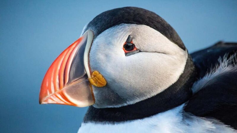 Reykjavik: Westman Islands Private Tour - Climbing Eldfell Volcano