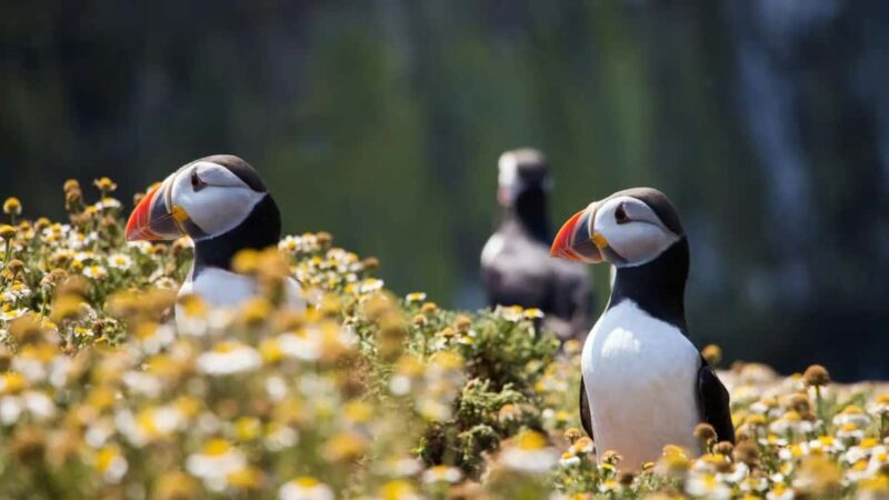 Reykjavik: Westman Islands Private Tour - The Iconic Elephant Rock & Other Natural Wonders