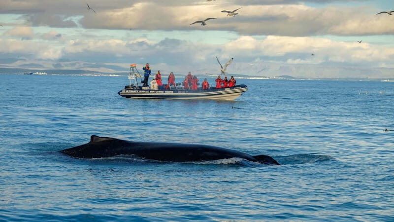 Reykjavik: Whale and Puffin Watching RIB Boat Tour - A Deep Dive into the Experience