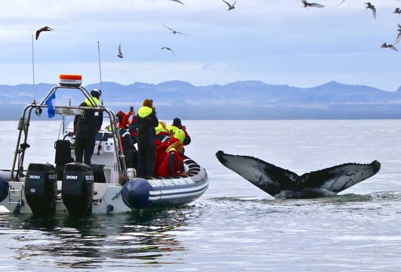 Reykjavik: Whale and Puffin Watching RIB Boat Tour - Frequently Asked Questions