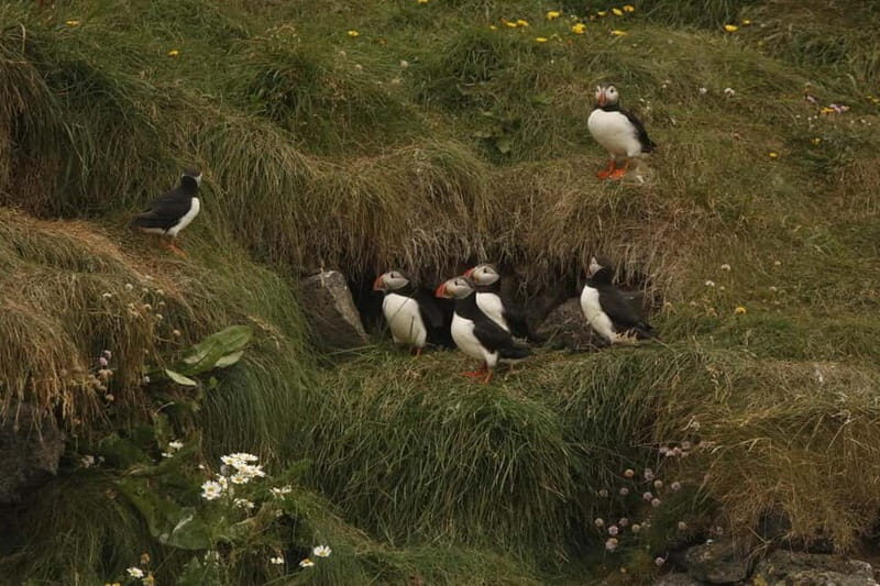Reykjavik: Whale and Puffin Watching RIB Boat Tour - Final Thoughts