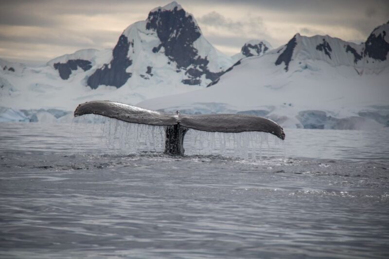 Reykjavik: Whale & Marine Adventure Tour - The Reality of Wildlife Sightings