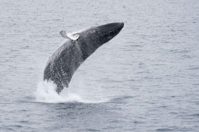 Reykjavik: Whale & Marine Adventure Tour - Who Will Love This Tour