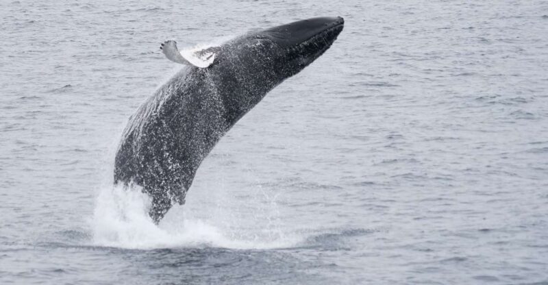 Reykjavik: Whale & Marine Adventure Tour - FAQ