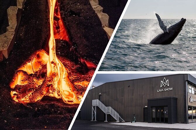 Reykjavik Whale Watching and Lava Show - Who Is This Tour Best For?