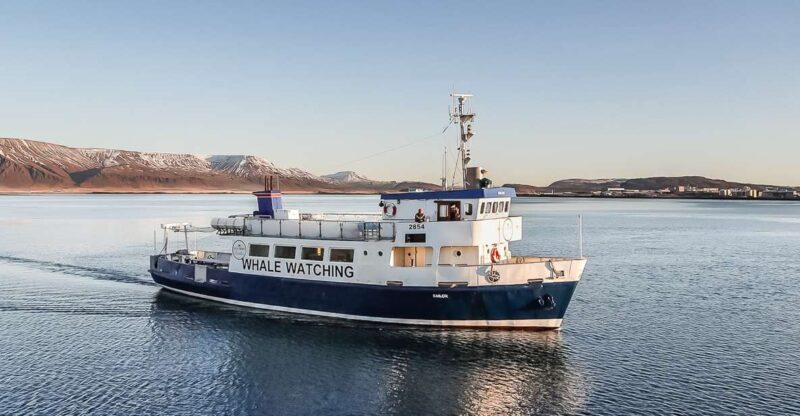 Reykjavík: Whale Watching and Marine Life Cruise - The Experience of Wildlife Watching