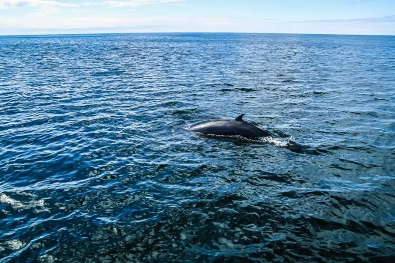 Reykjavík: Whale Watching and Marine Life Cruise - The Boat and Facilities