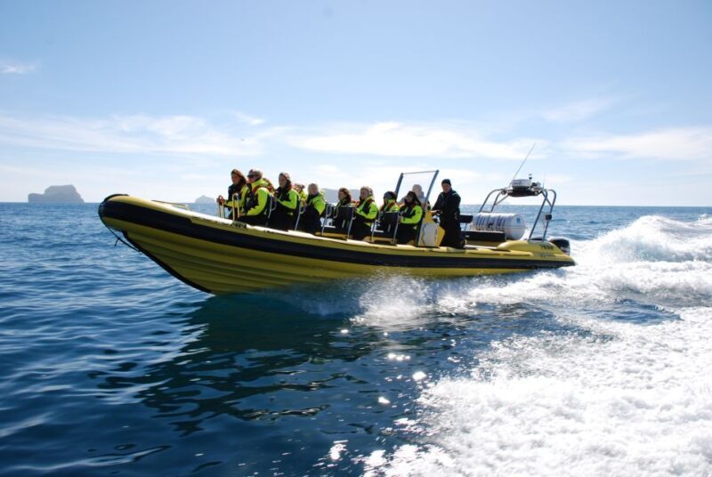 Reykjavik: Whale Watching by RIB Speedboat - The Sum Up