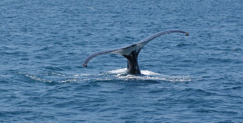 Reykjavik: Whale Watching by RIB Speedboat - FAQs