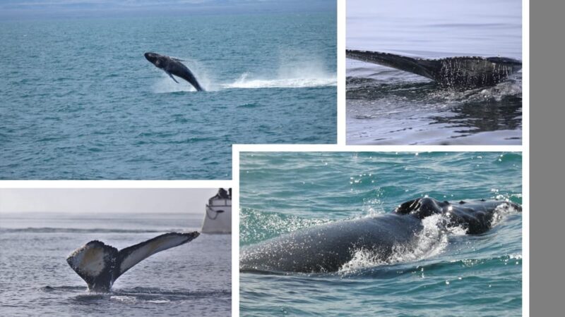 Reykjavík: Whale Watching Cruise and FlyOver Combo Ticket - An In-Depth Look at the Tour