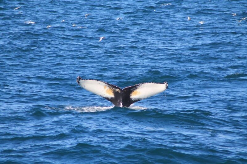 Reykjavík: Whale Watching Cruise and FlyOver Combo Ticket - FAQ