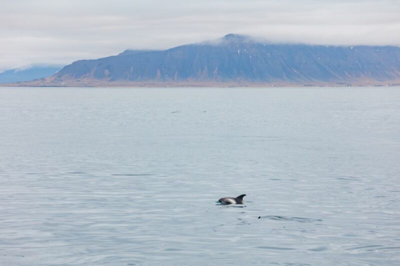 Reykjavík: Whale Watching Cruise on the Amelia Rose Yacht - FAQs