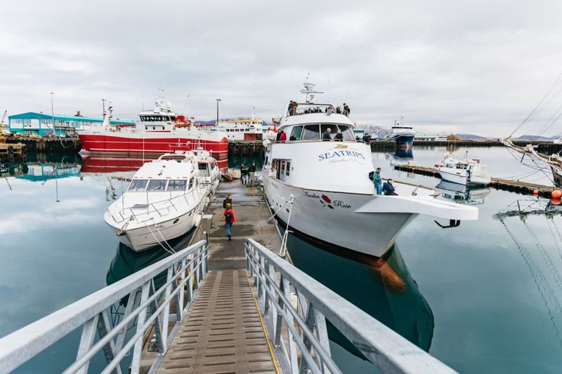 Reykjavík: Whale Watching Cruise on the Amelia Rose Yacht - The boat experience: Amelia Rose comfort you’ll feel on day one